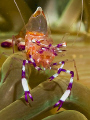   Anemone Shrimp Periclimenes holthuisi Anilao. Anilao  